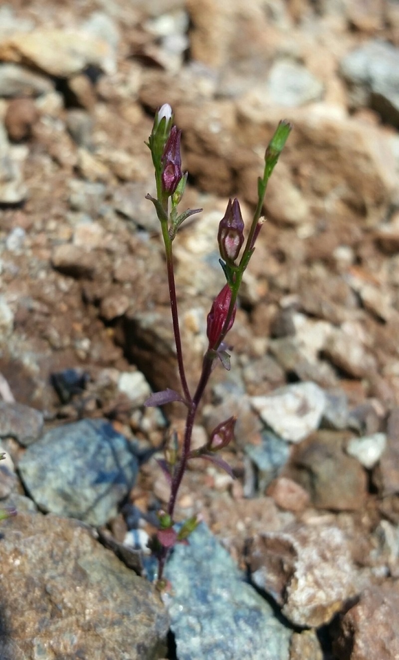 Griffin's Bellflower photo 6