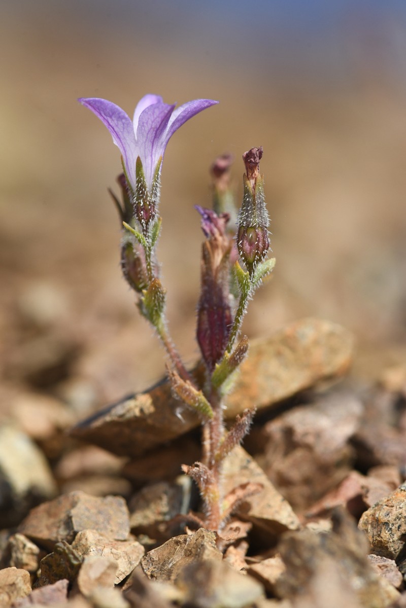 Mt. Hamilton Bellflower photo 2