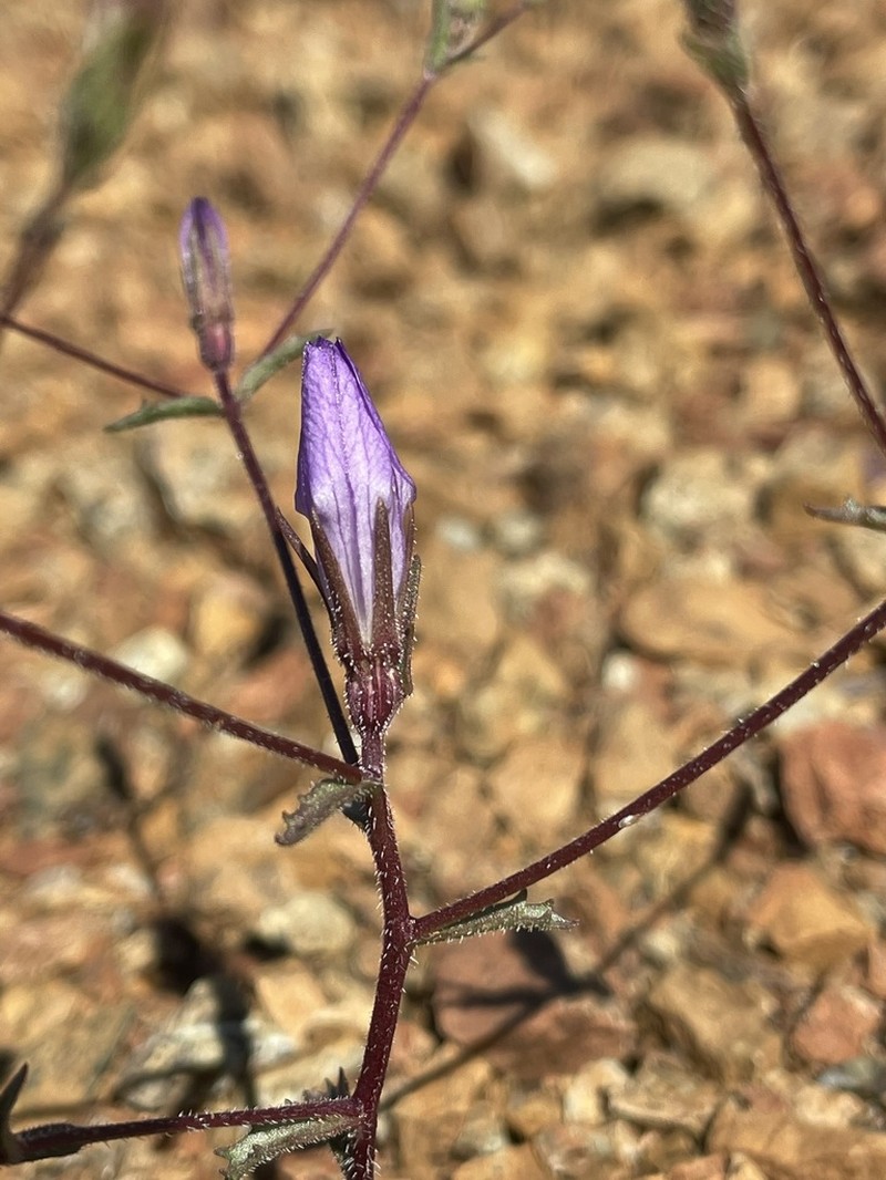 Mt. Hamilton Bellflower photo 4
