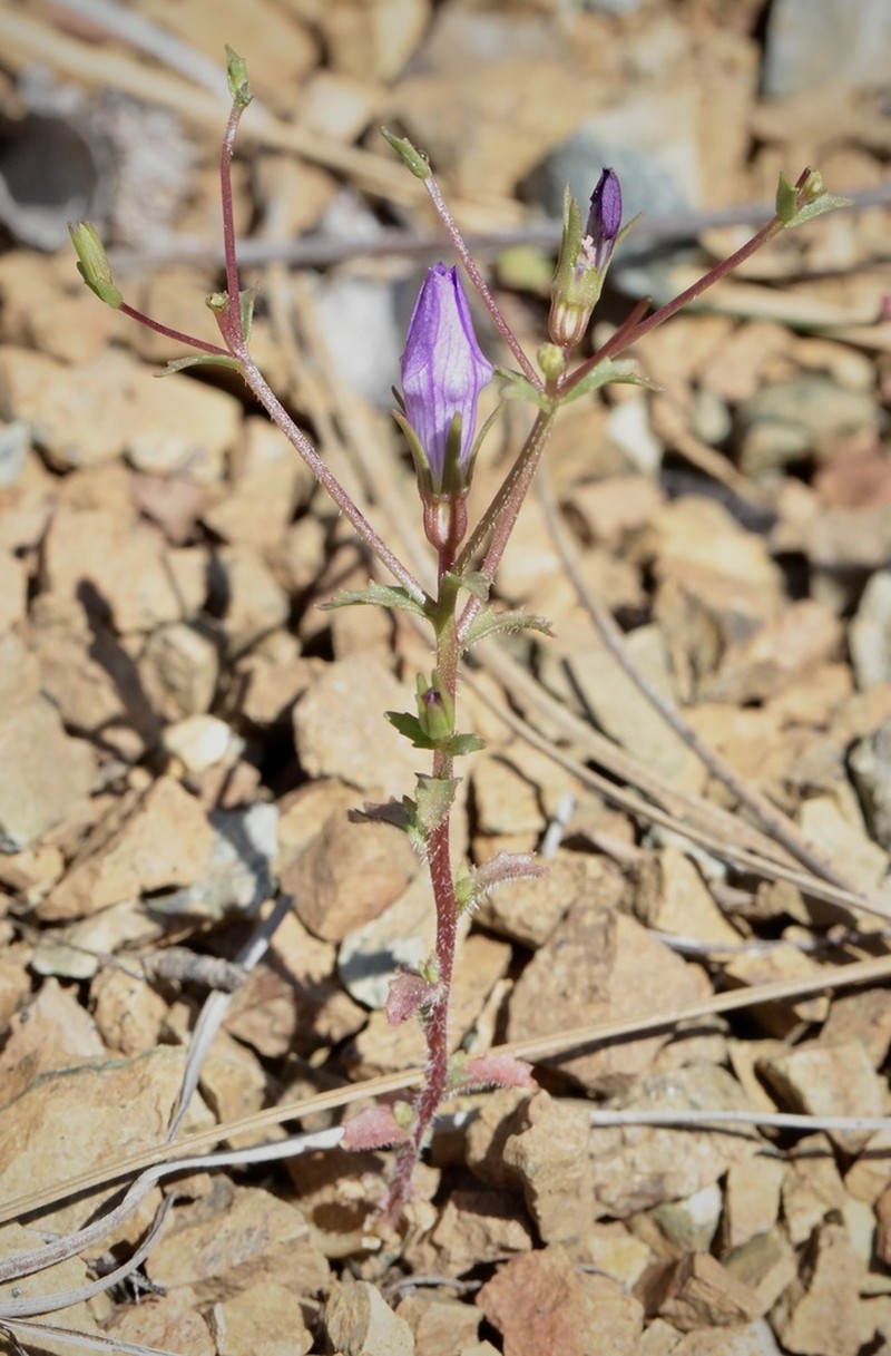 Mt. Hamilton Bellflower photo 5