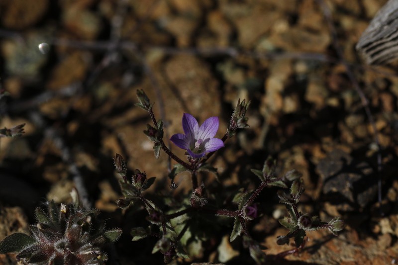 Mt. Hamilton Bellflower photo 6
