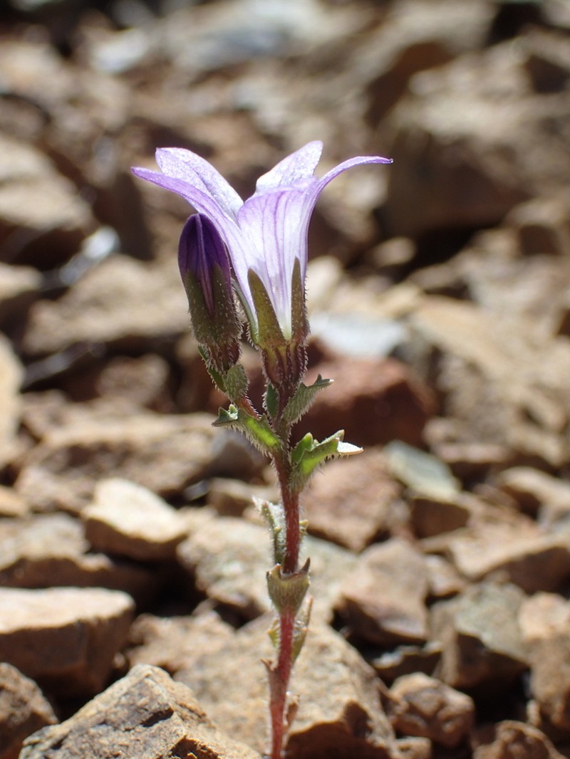 Mt. Hamilton Bellflower photo 7