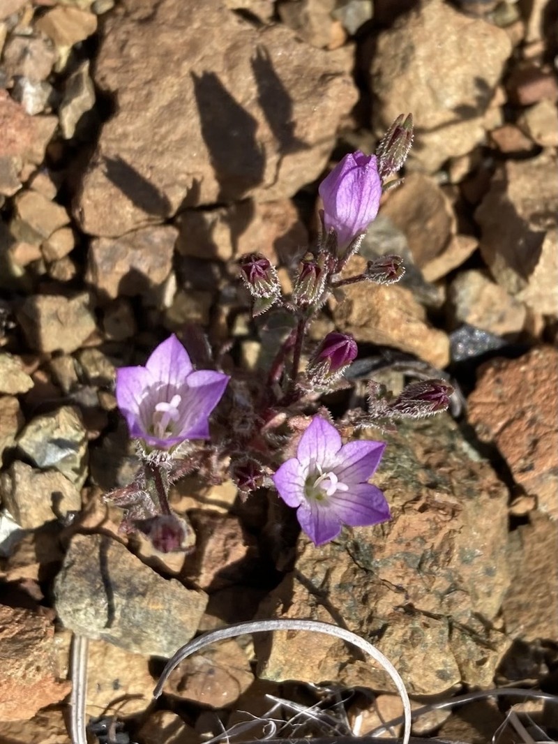 Mt. Hamilton Bellflower photo 8