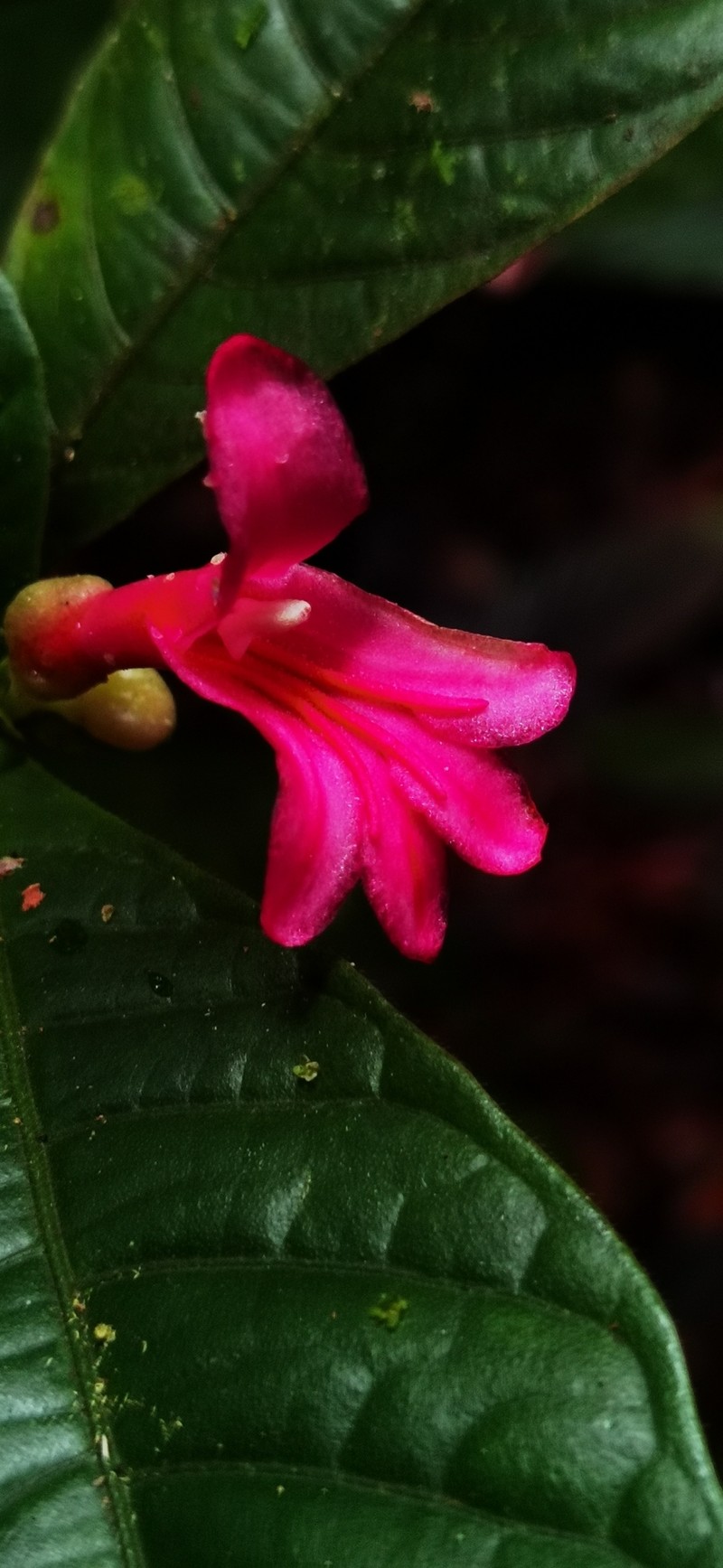 Ravenia spectabilis subsp. spectabilis