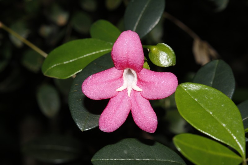 Ravenia spectabilis subsp. spectabilis photo 2
