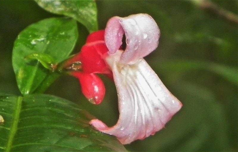 Ravenia spectabilis subsp. spectabilis photo 3
