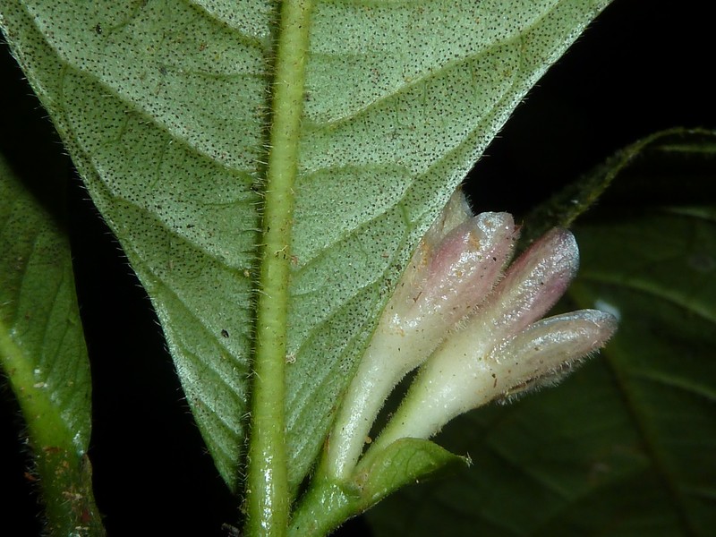 Ravenia spectabilis subsp. spectabilis photo 4