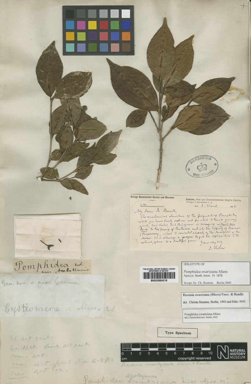 Ravenia swartziana