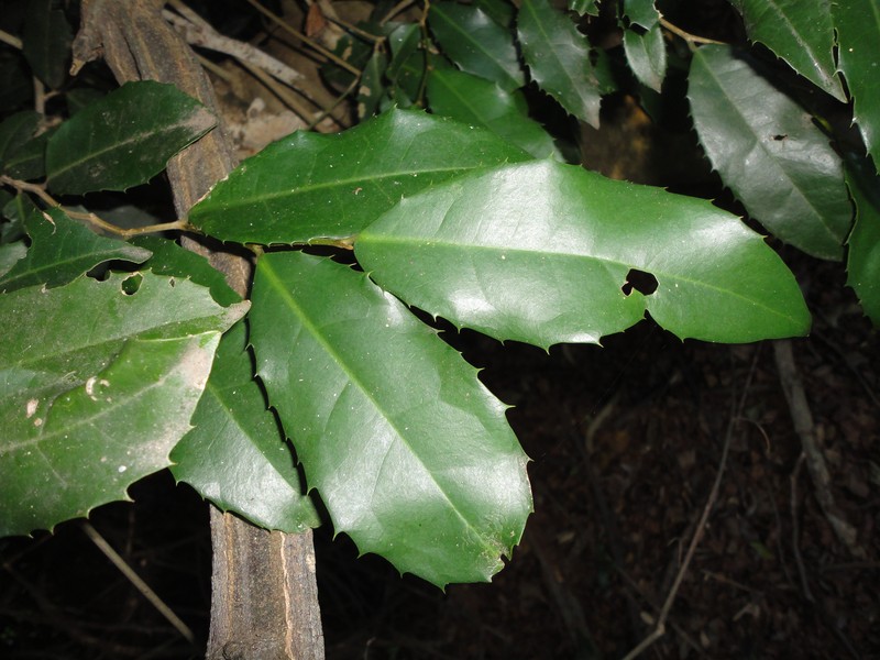 Rawsonia lucida