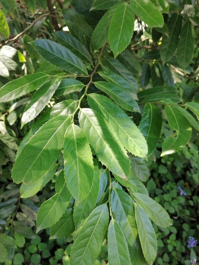 Rawsonia lucida photo 2
