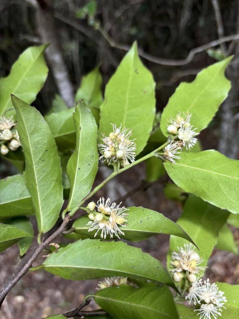 Rawsonia lucida photo 3
