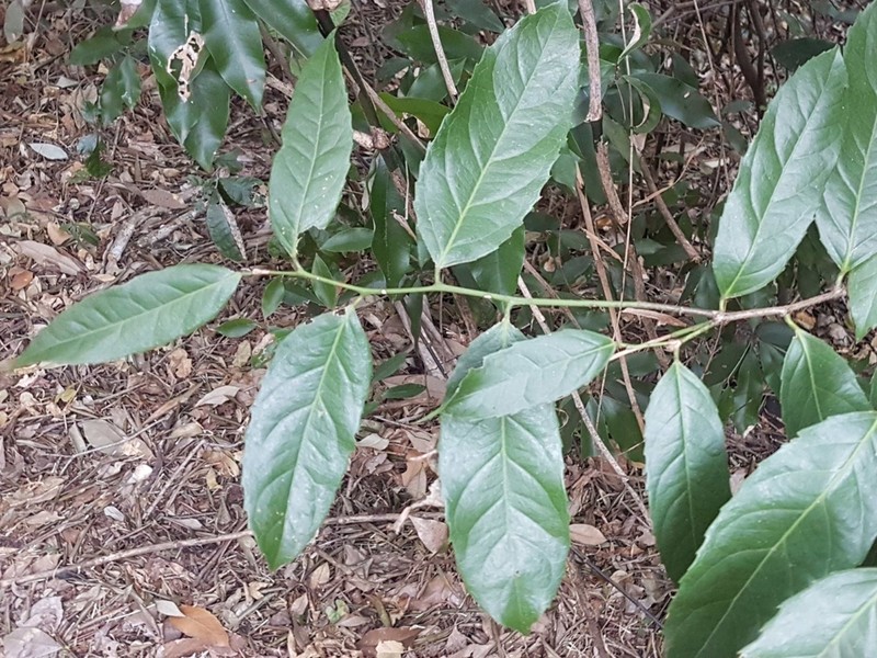 Rawsonia lucida photo 4