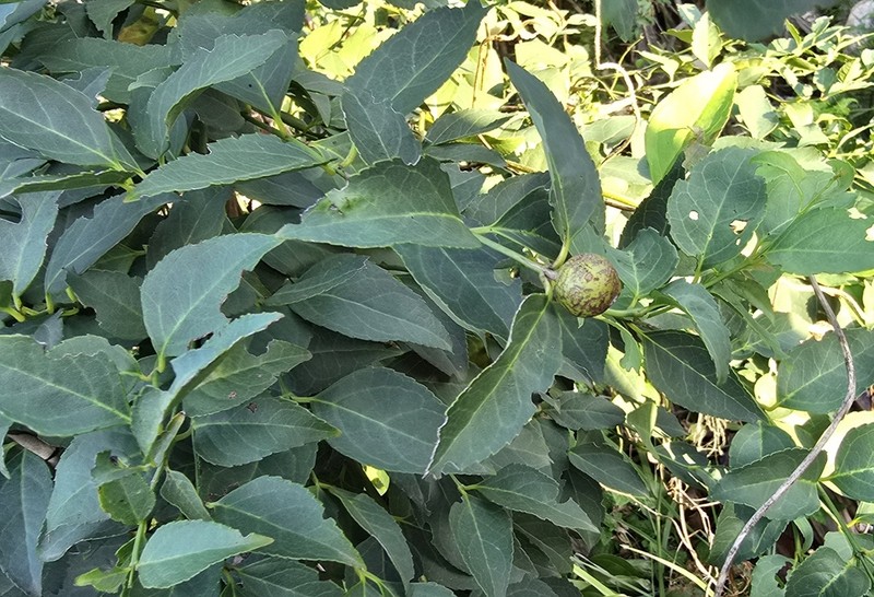 Rawsonia lucida photo 5
