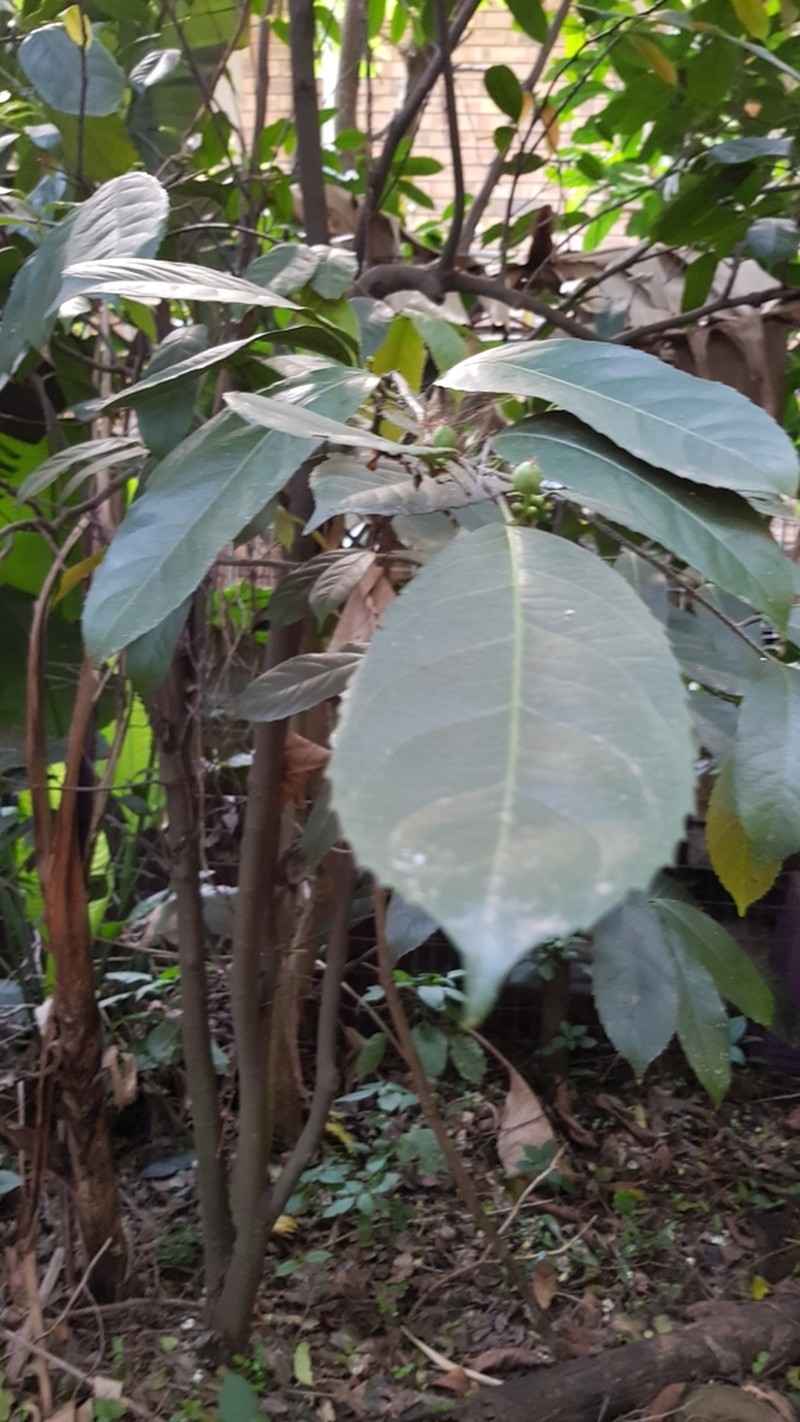 Rawsonia lucida photo 6