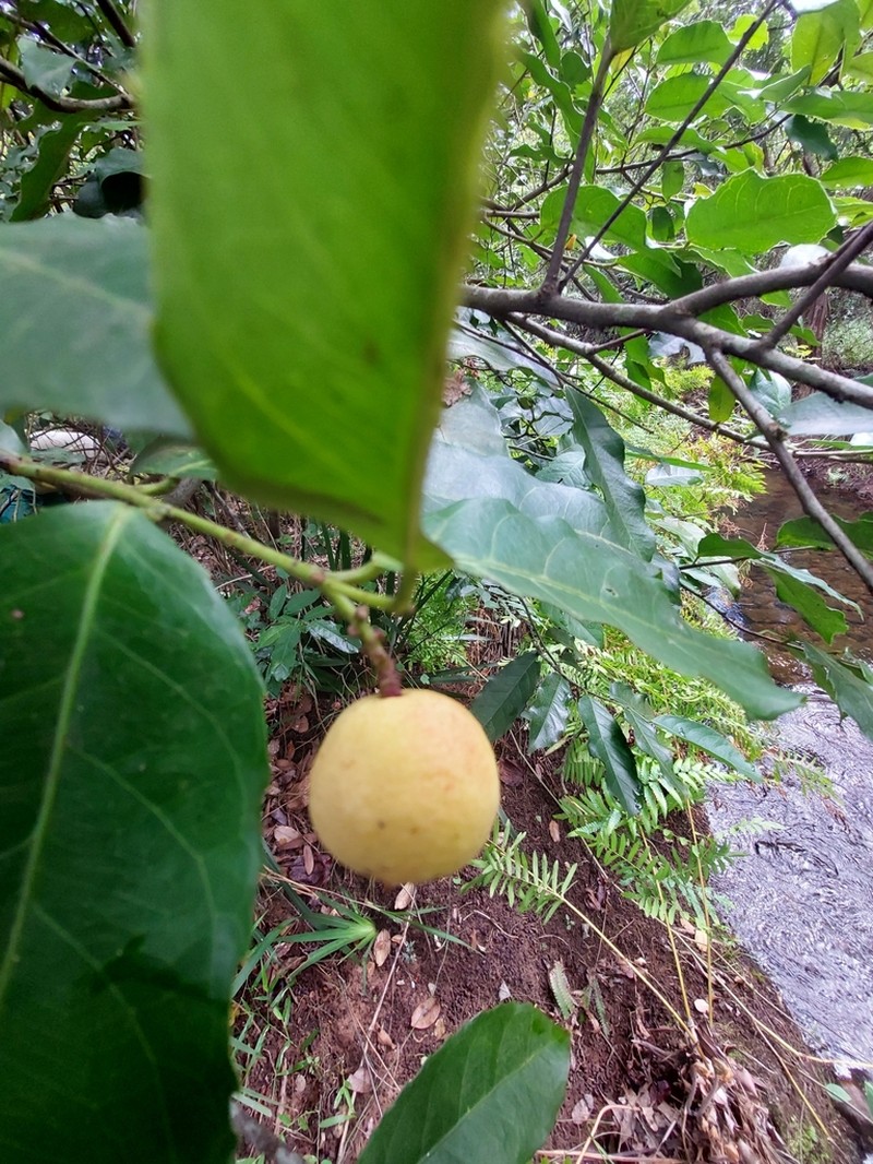 Rawsonia lucida photo 7