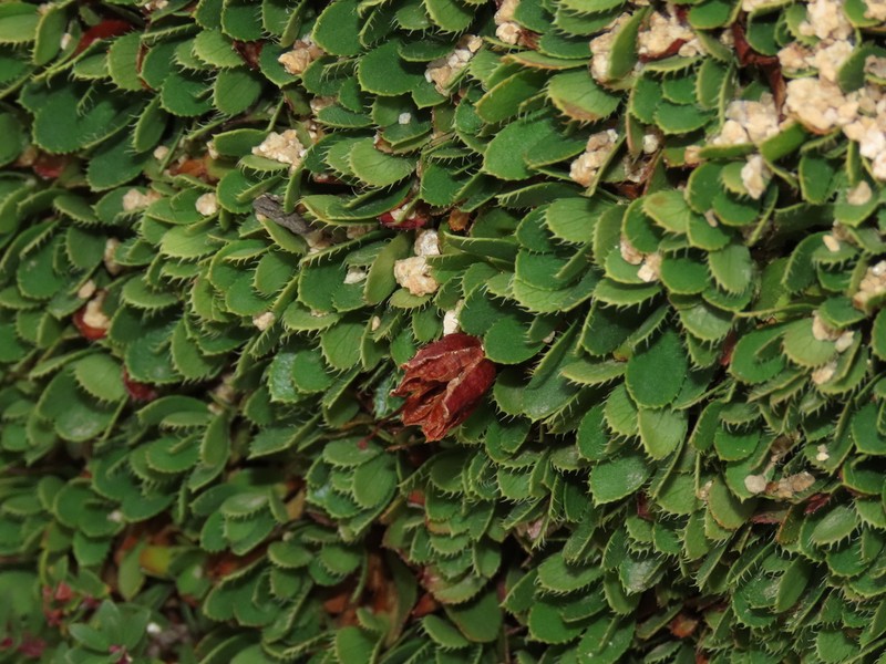 Rayenia malalcurensis