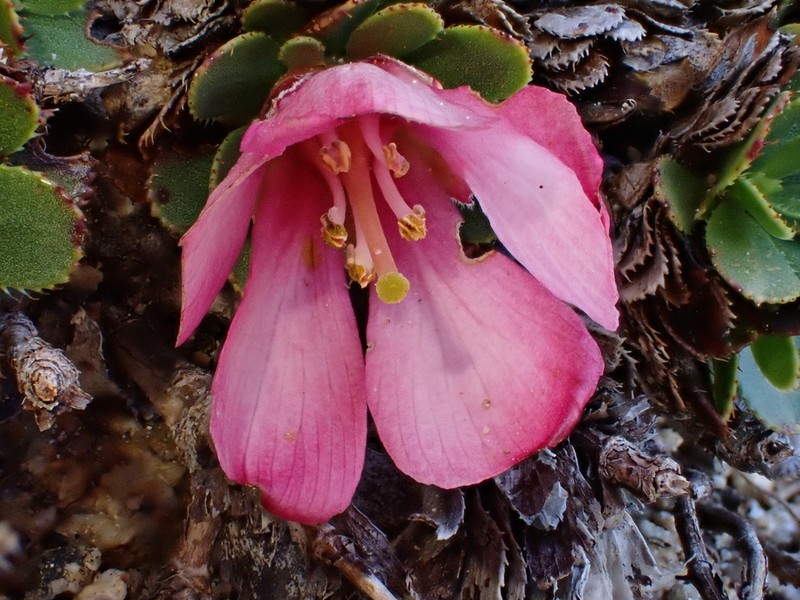 Rayenia malalcurensis photo 2