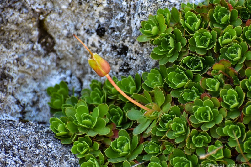 Rayenia malalcurensis photo 3