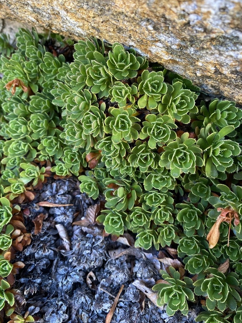 Rayenia malalcurensis photo 4