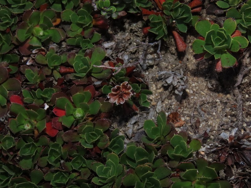 Rayenia malalcurensis photo 5