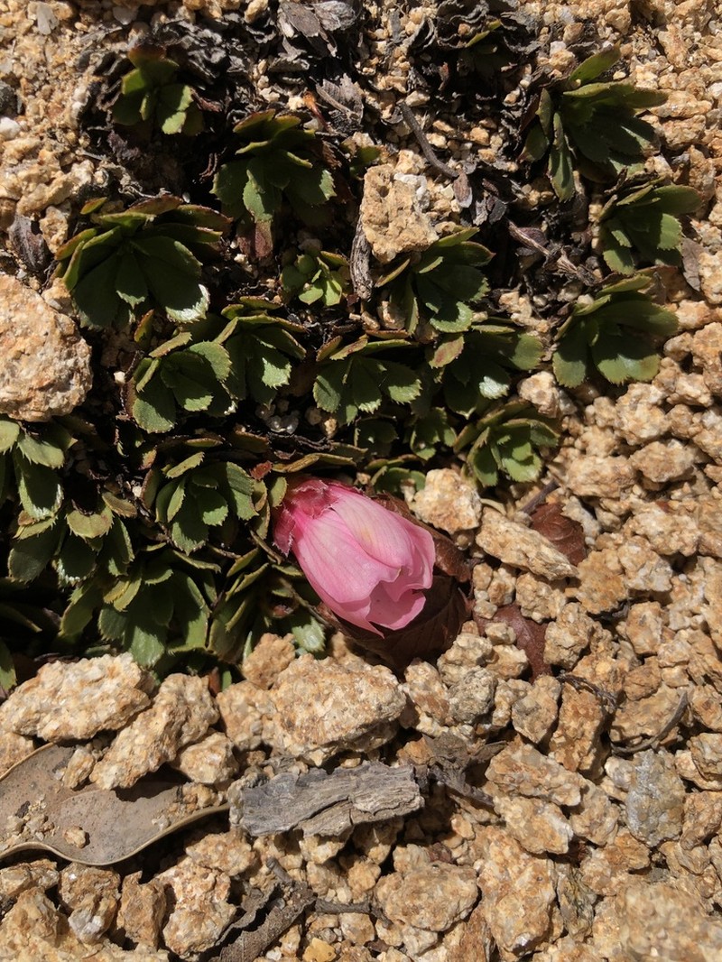 Rayenia malalcurensis photo 6