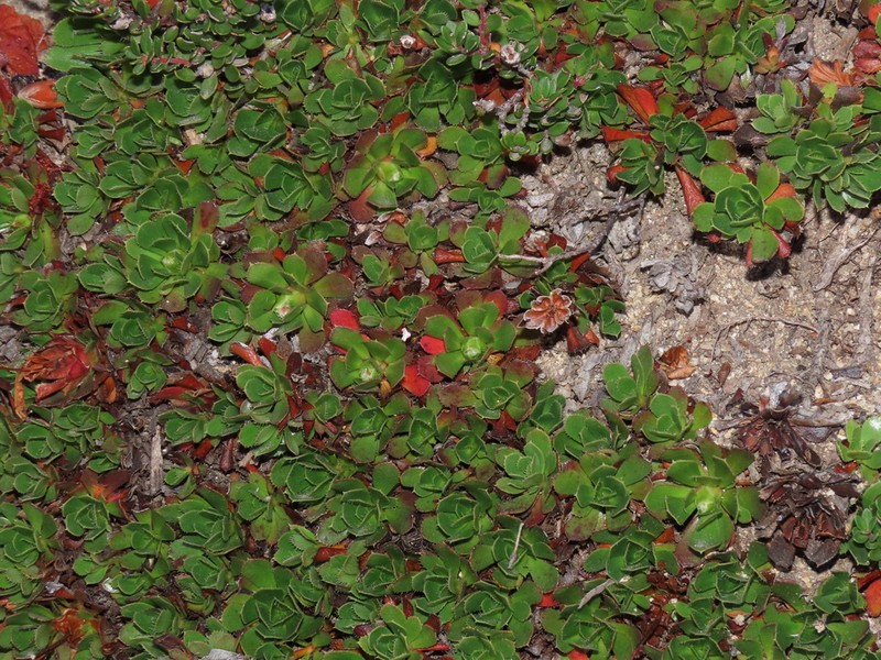 Rayenia malalcurensis photo 8