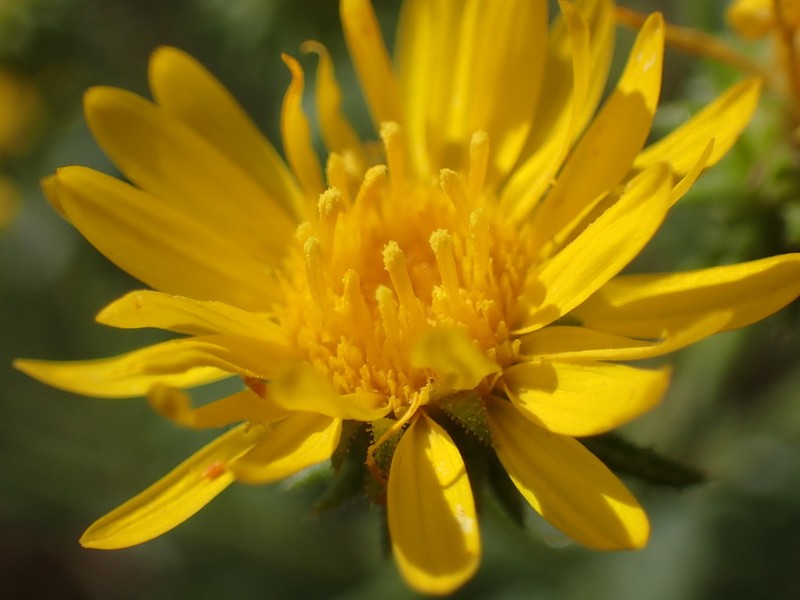 Viscid Tansyaster