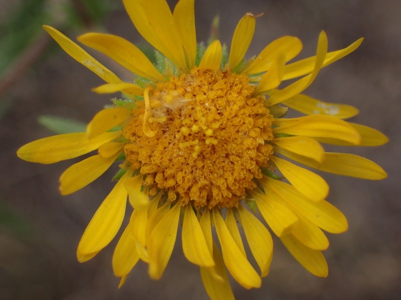 Viscid Tansyaster photo 2