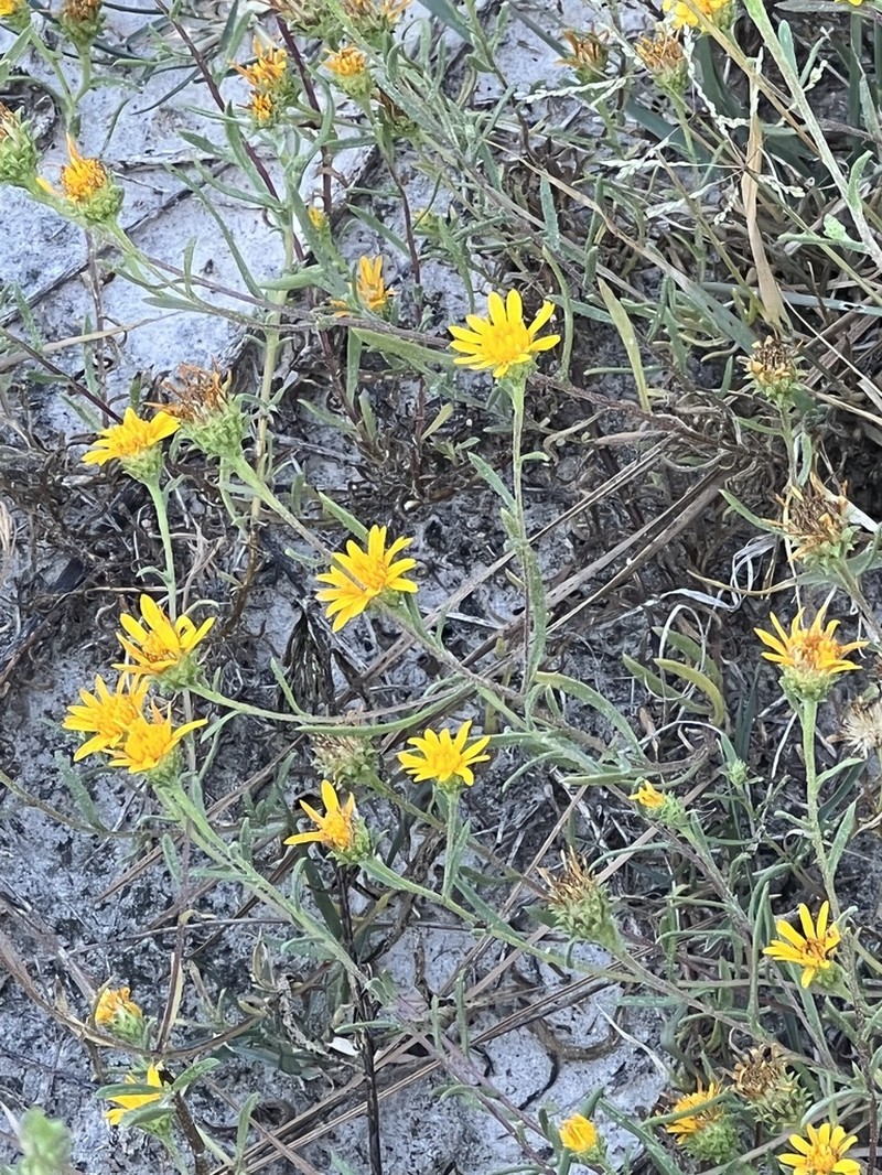 Houston Tansyaster photo 3