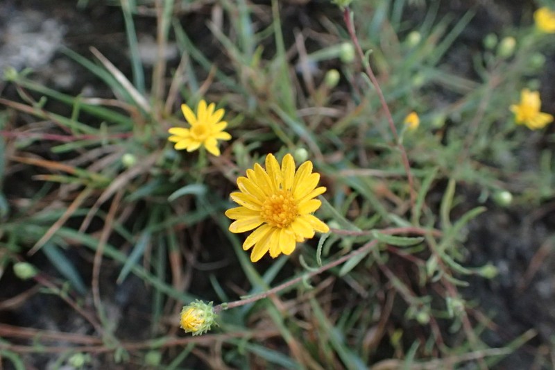 Houston Tansyaster photo 7