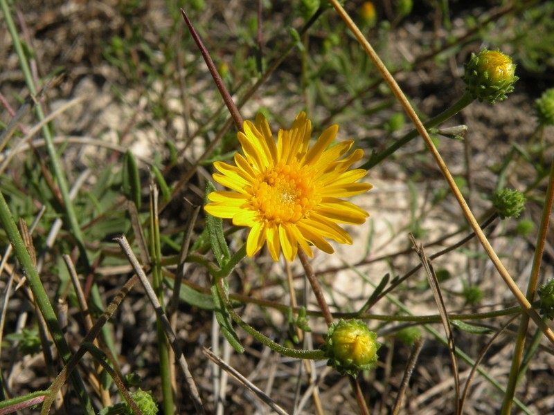 Houston Tansyaster photo 8