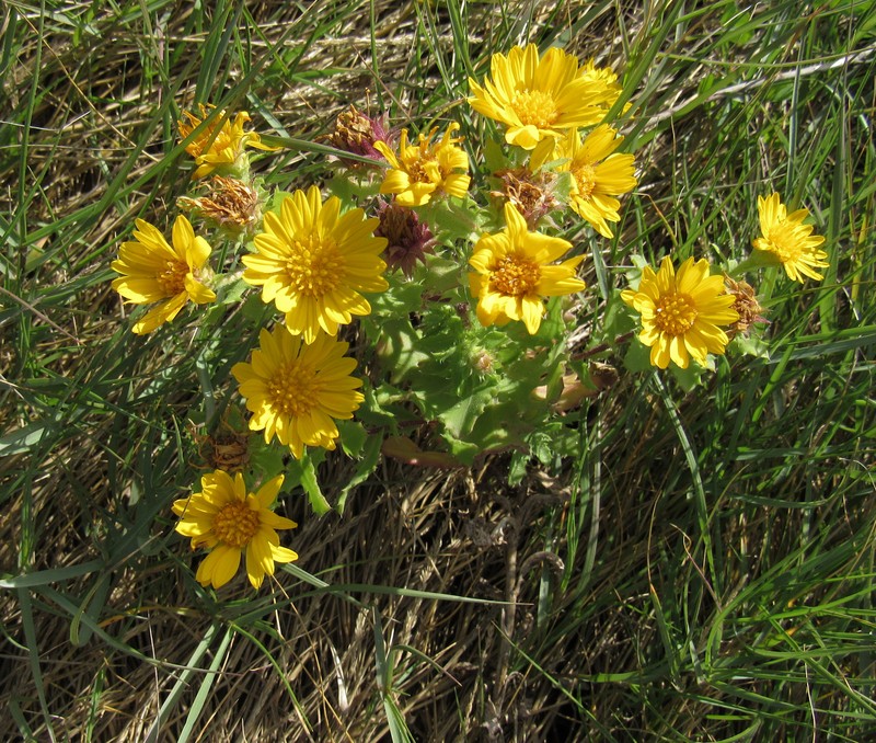 Camphor Daisy