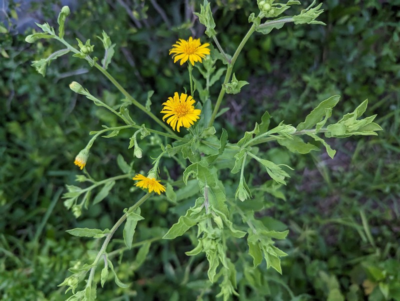 Camphor Daisy