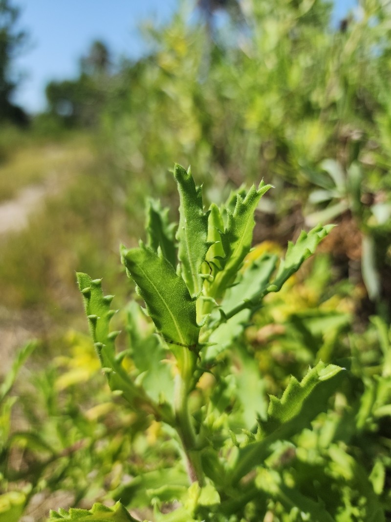 Camphor Daisy photo 2