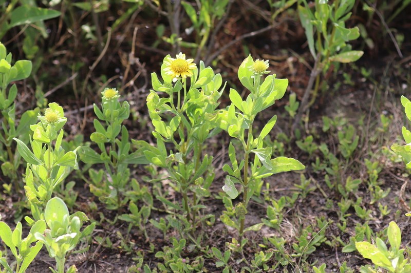 Camphor Daisy photo 3