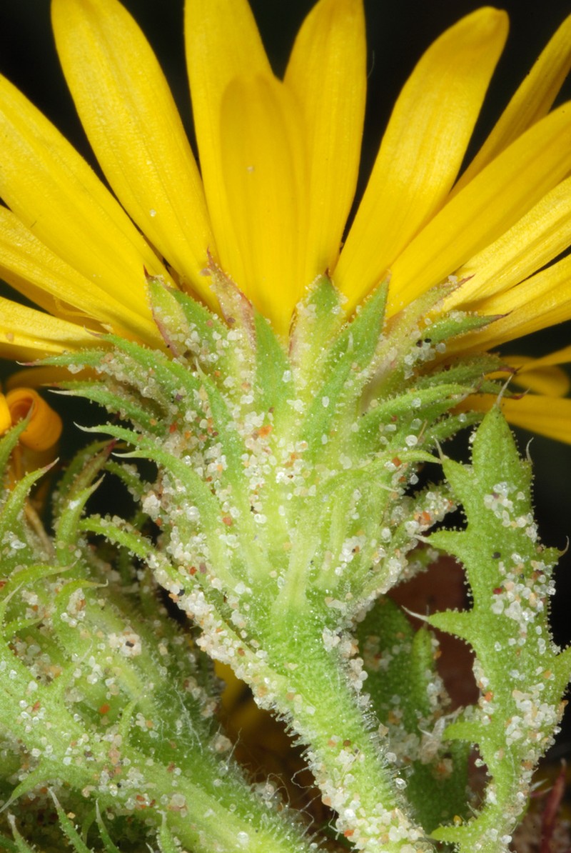 Camphor Daisy photo 4