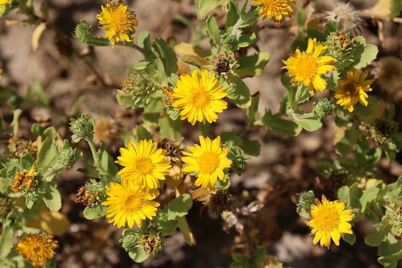 Camphor Daisy photo 5
