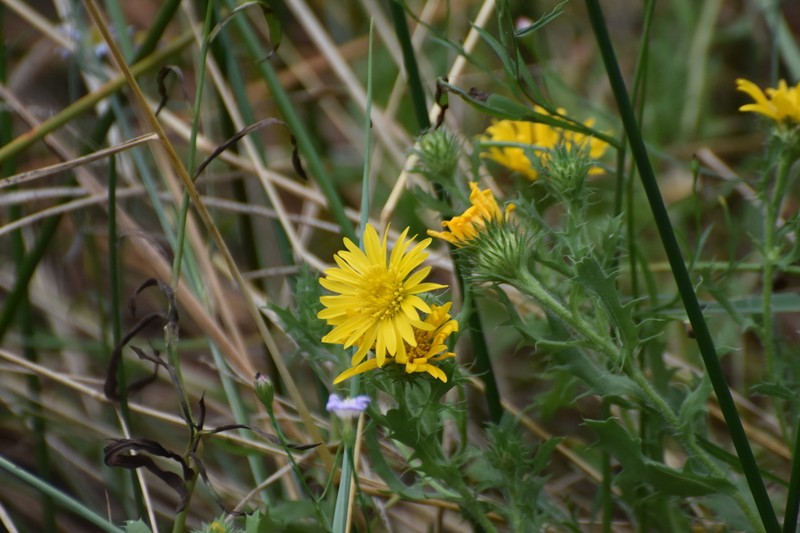 Camphor Daisy photo 6