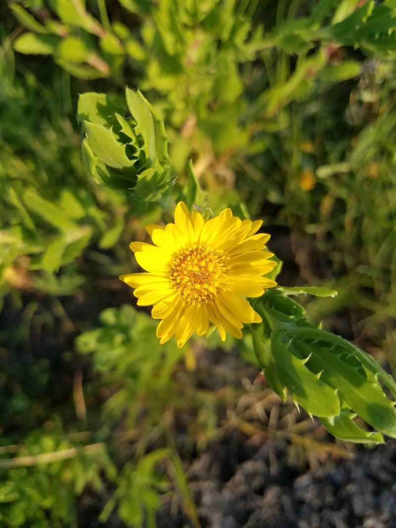 Camphor Daisy photo 8