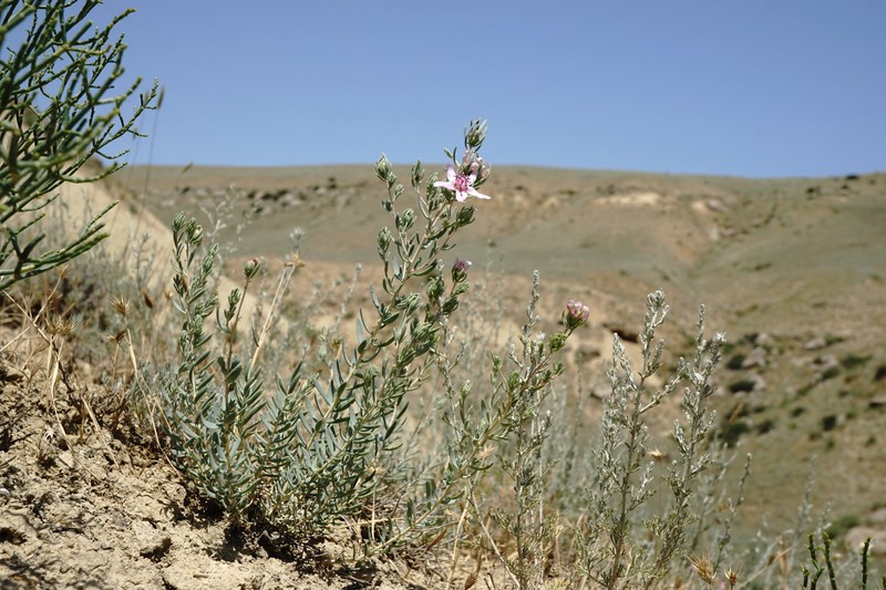 Reaumuria alternifolia subsp. alternifolia