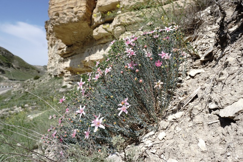 Reaumuria alternifolia subsp. alternifolia photo 2