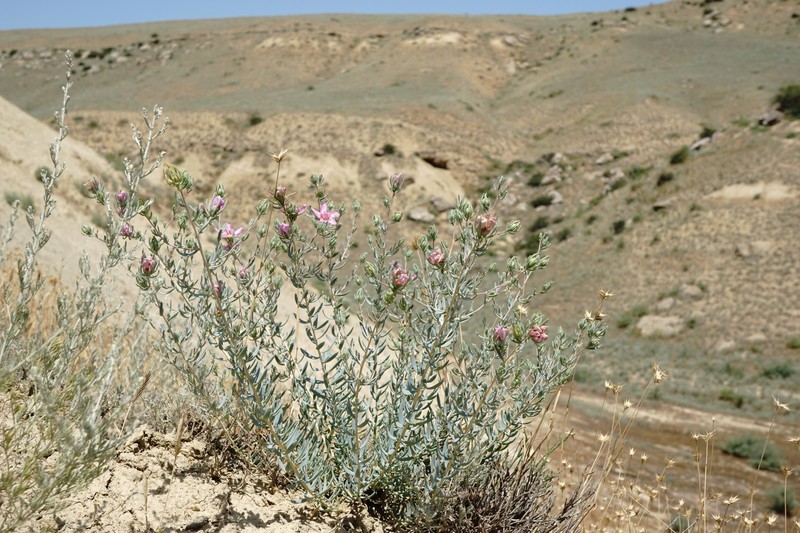 Reaumuria alternifolia subsp. alternifolia photo 3