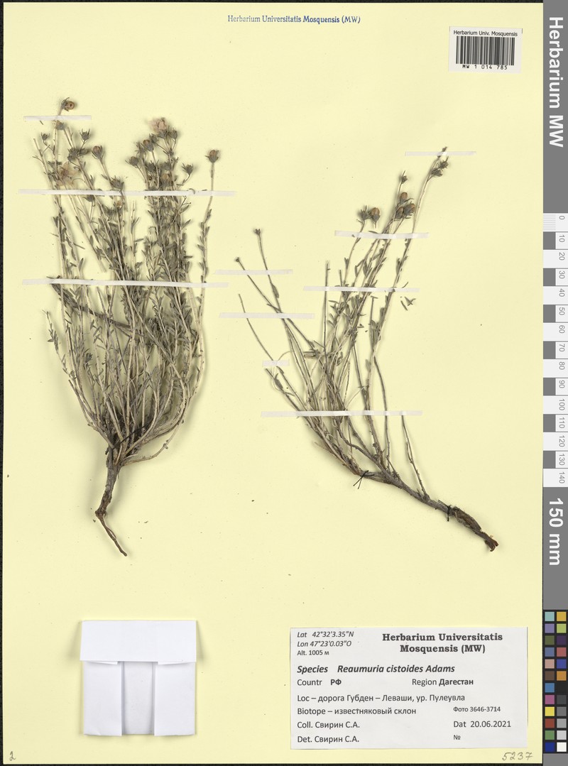 Reaumuria alternifolia subsp. alternifolia photo 4