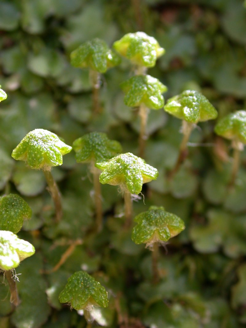 Reboulia hemisphaerica