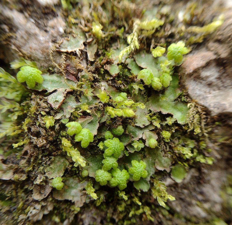 Reboulia hemisphaerica photo 2