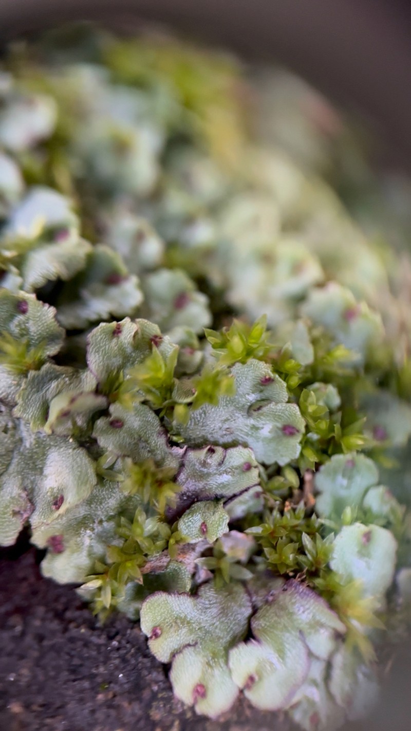 Reboulia hemisphaerica photo 3