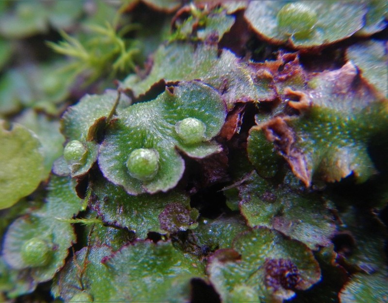 Reboulia hemisphaerica photo 4
