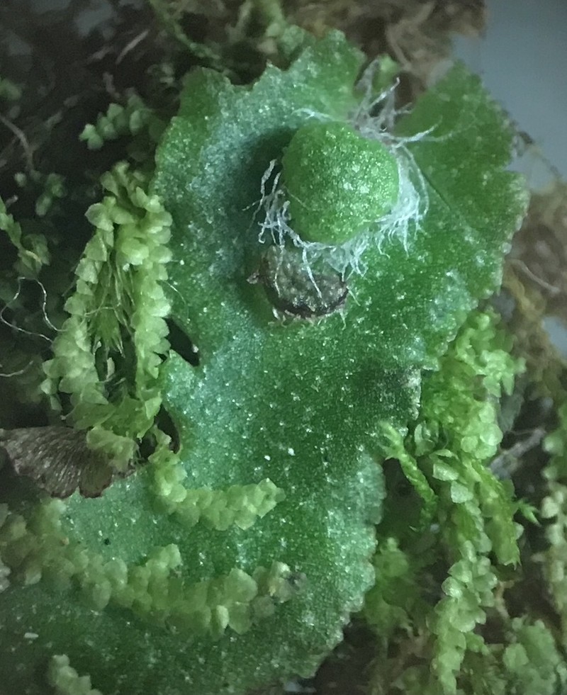 Reboulia hemisphaerica photo 5