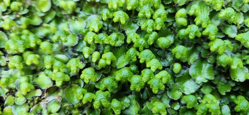 Reboulia hemisphaerica photo 6