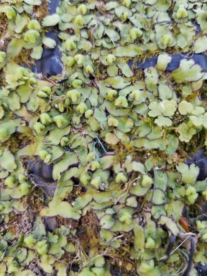 Reboulia hemisphaerica photo 7
